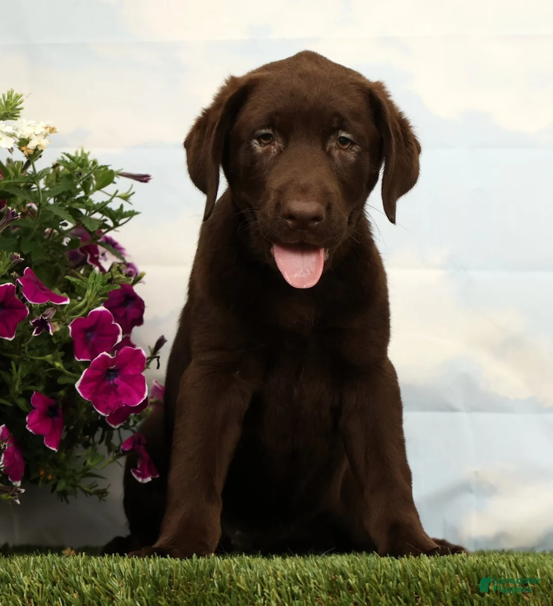 Labrador Retriever dogs for sale: Mocha - Ad 2