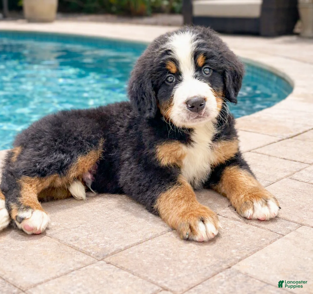 Bernese Mountain Dog dogs for sale: Ivan - Ad 3