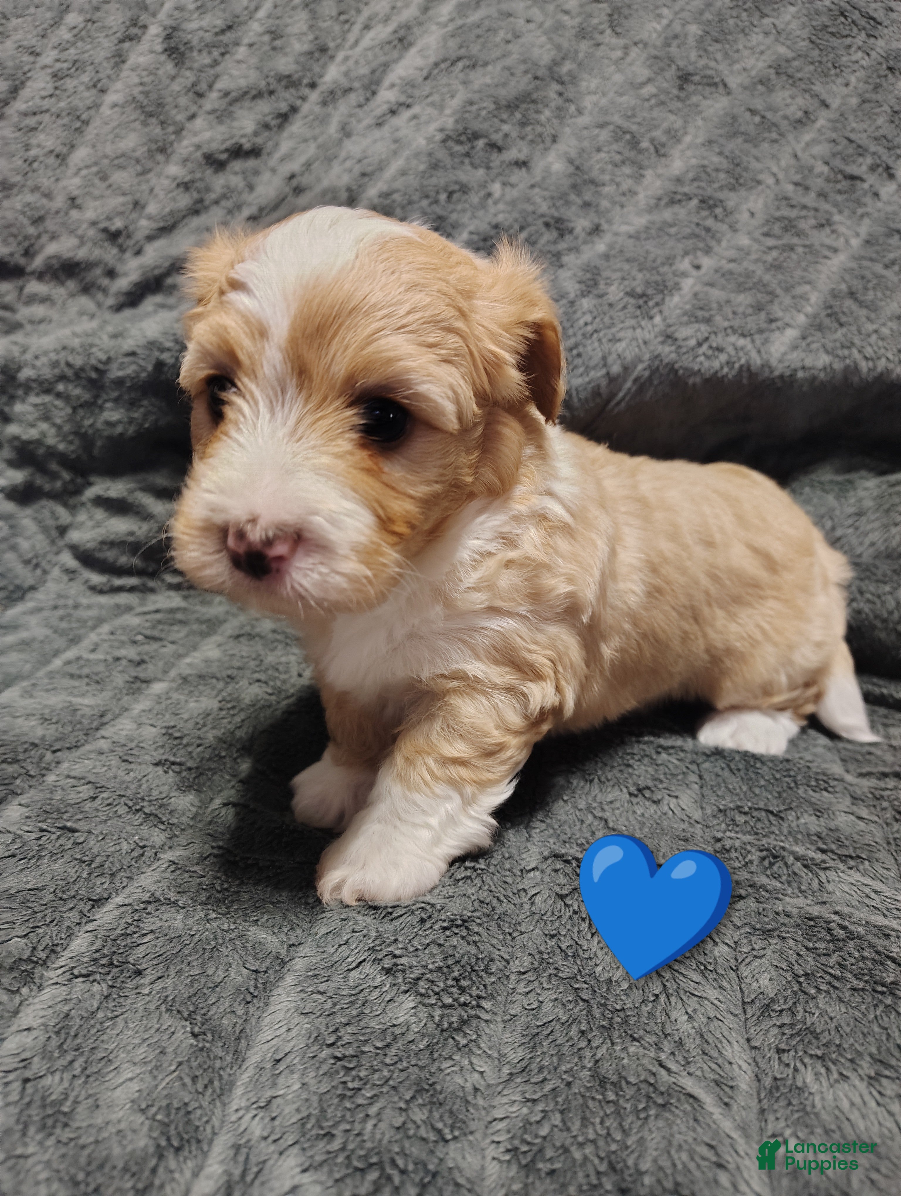 Maltipoo dogs Blue collar  - Ad 2