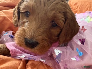 Mixed Breed dogs Mini goldendoodles - Ad 16