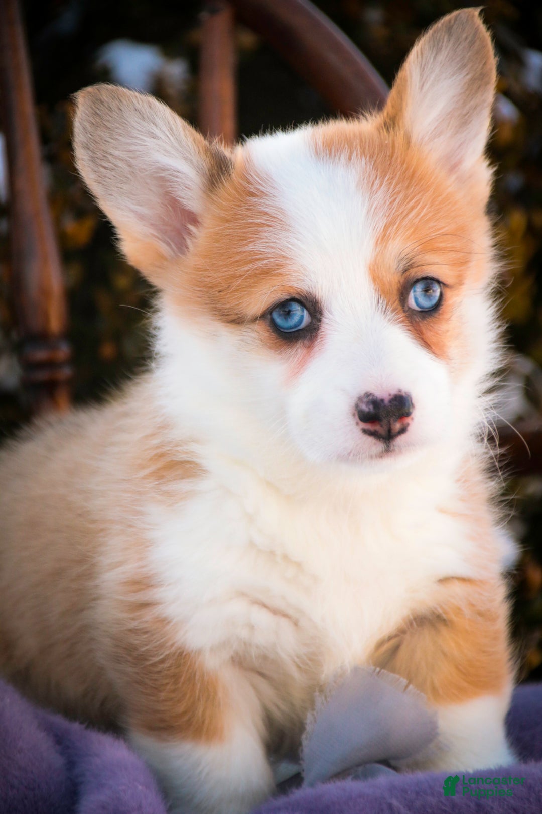 Welsh Corgi Pembroke dogs for sale: Elsa - Ad 5