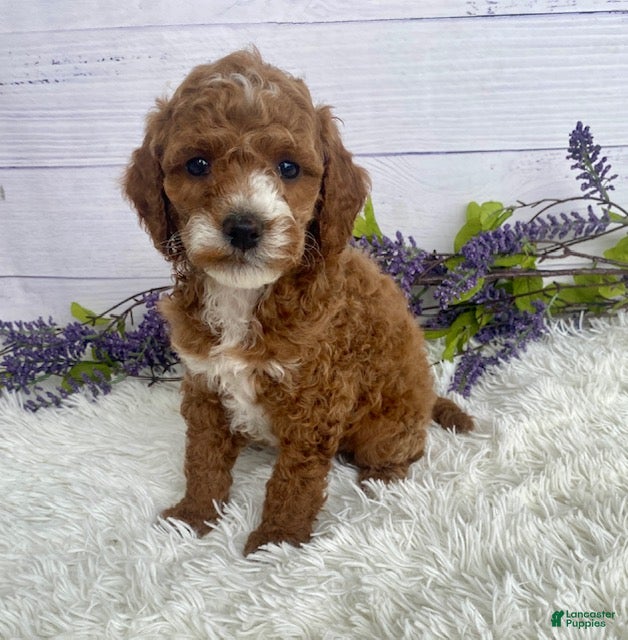Miniature Poodle dogs Tyson - Ad 1