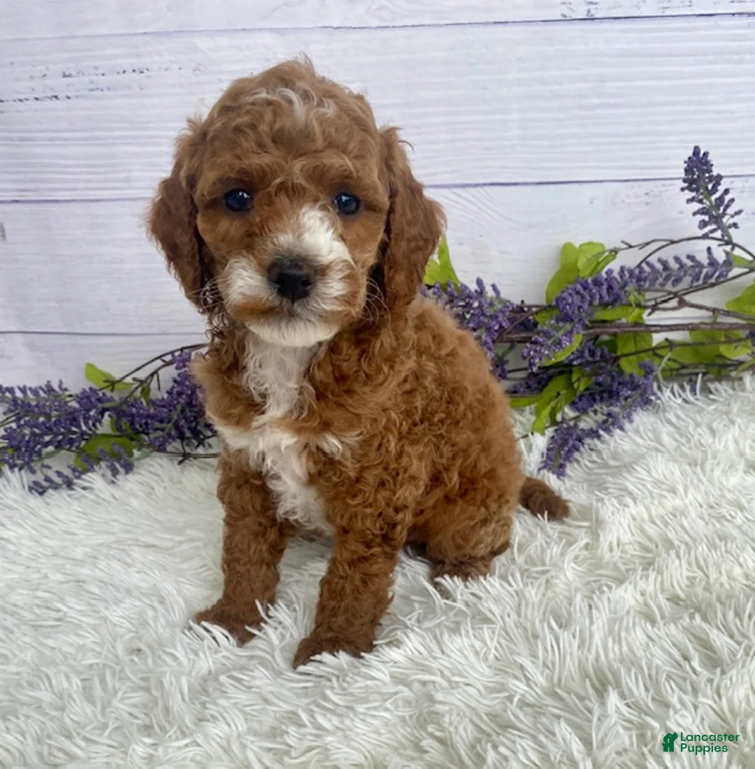 Miniature Poodle dogs for sale: Tyson - Ad 1