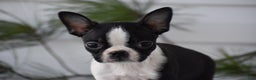 Boston Terrier dogs for sale: Rocket - Ad 2