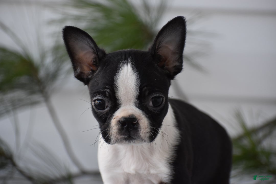 Boston Terrier dogs for sale: Rocket - Ad 2