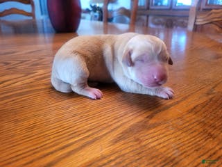 Labrador Retriever dogs Labrador Retriever Puppy 1 - Ad 2