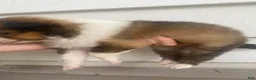 Shetland Sheepdog dogs for sale: Sylvana - Ad 10