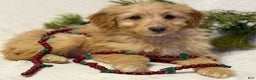 Mini Goldendoodle dogs for sale: Butterball - Ad 2