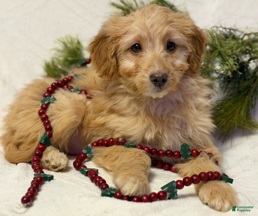 Mini Goldendoodle dogs for sale: Butterball - Ad 2