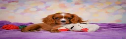 Cavalier King Charles Spaniel dogs for sale: Cody - Ad 1
