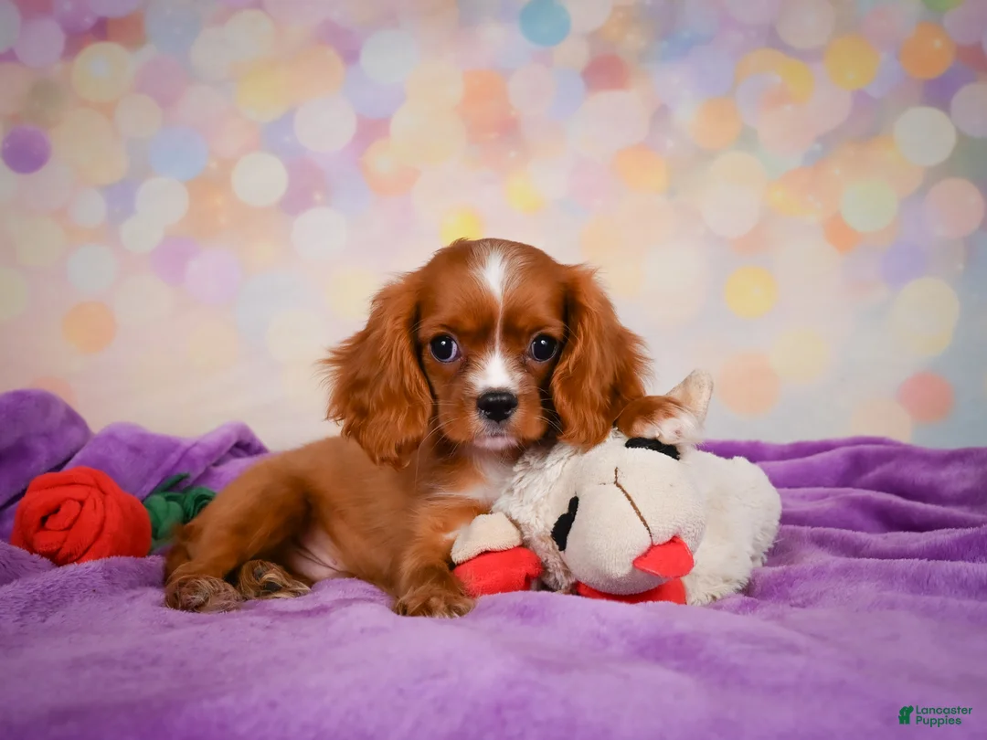 Cavalier King Charles Spaniel dogs for sale: Cody - Ad 1
