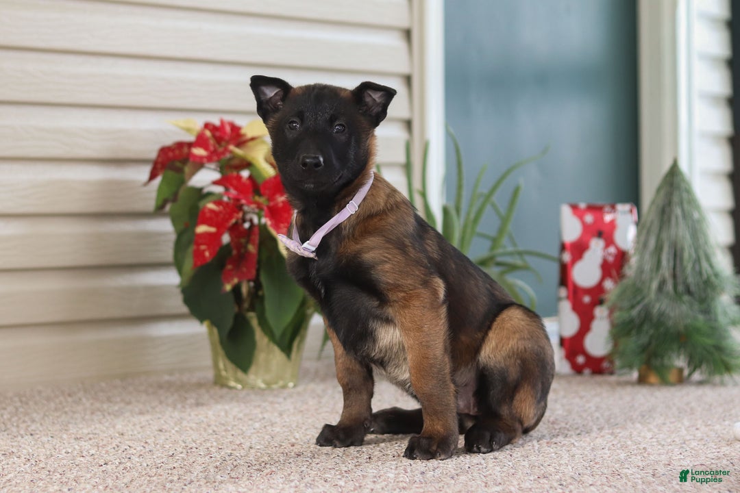 Belgian Malinois dogs for sale: Pumpkin - Ad 5