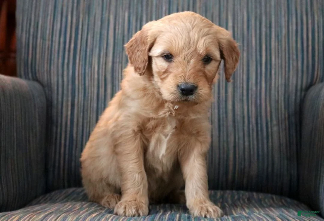 Goldendoodle dogs for sale: Goldendoodle Puppy 2 - Ad 1