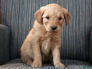 Goldendoodle dogs Goldendoodle Puppy 2 - Ad 30