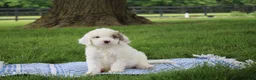 Mini Goldendoodle dogs for sale: Ria - Ad 1