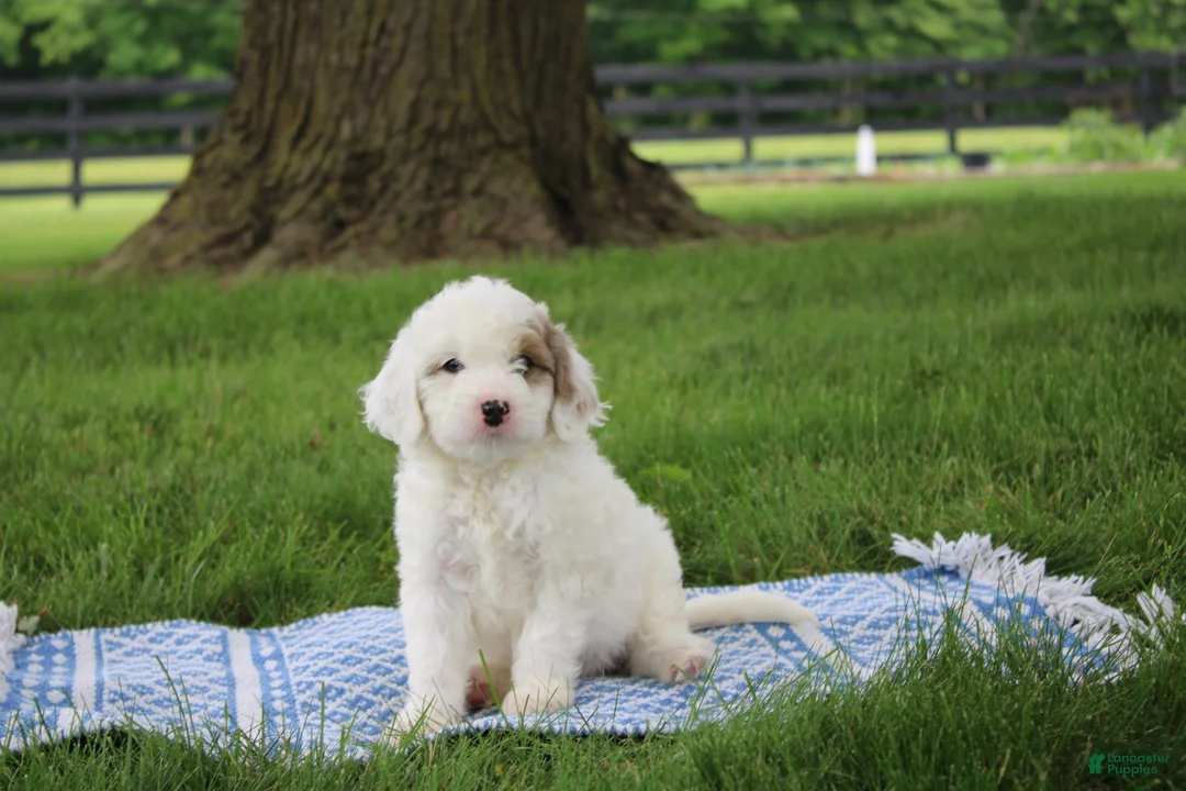 Mini Goldendoodle dogs for sale: Ria - Ad 1