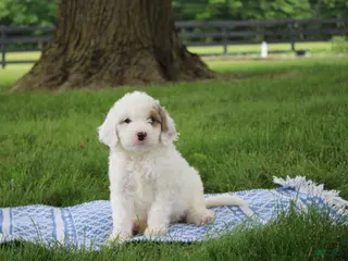 Mini Goldendoodle dogs for sale: Ria - Ad 2