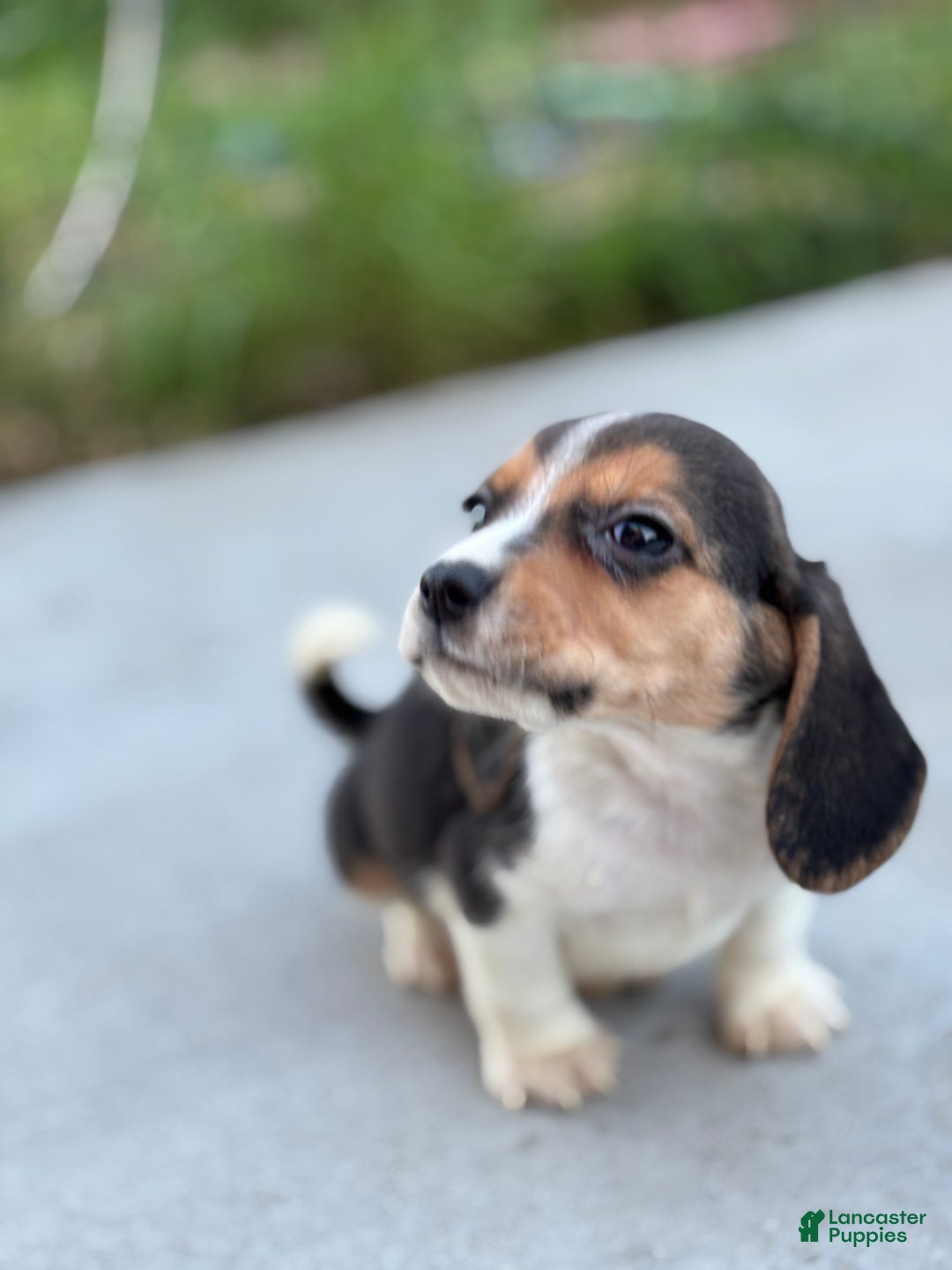 Beagle dogs for sale: Duke - Ad 10