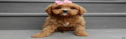 Cavapoo dogs for sale: Buttons - Ad 5