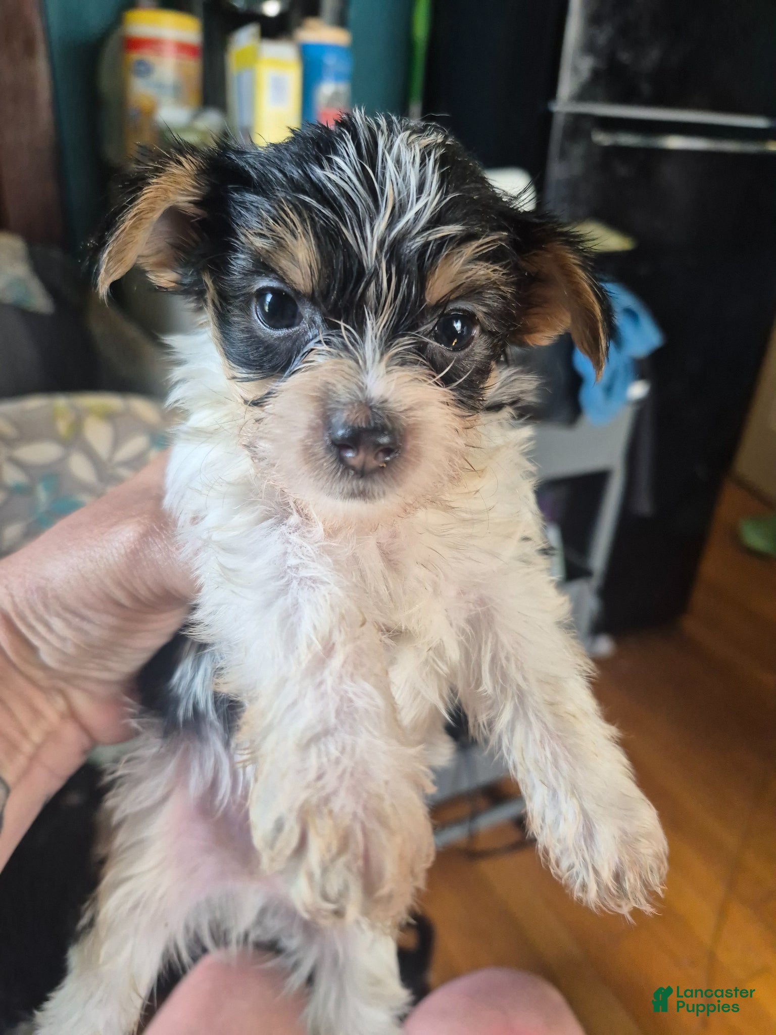 Mixed Breed dogs Mixed Breed Puppy 3 - Ad 33