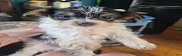 Mixed Breed dogs for sale: Mixed Breed Puppy 3 - Ad 1
