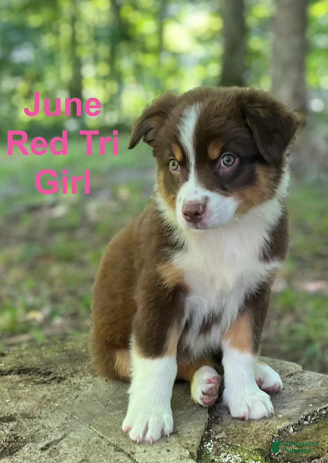 Australian Shepherd dogs for sale: June - Ad 1