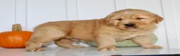 Golden Retriever dogs for sale: Bruce Male AKC Golden Retriever - Ad 7