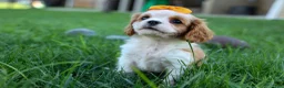 Cavalier King Charles Spaniel dogs for sale:  Nova🎀 - Ad 10