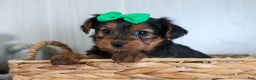 Yorkshire Terrier dogs for sale: CHLOE - Ad 12