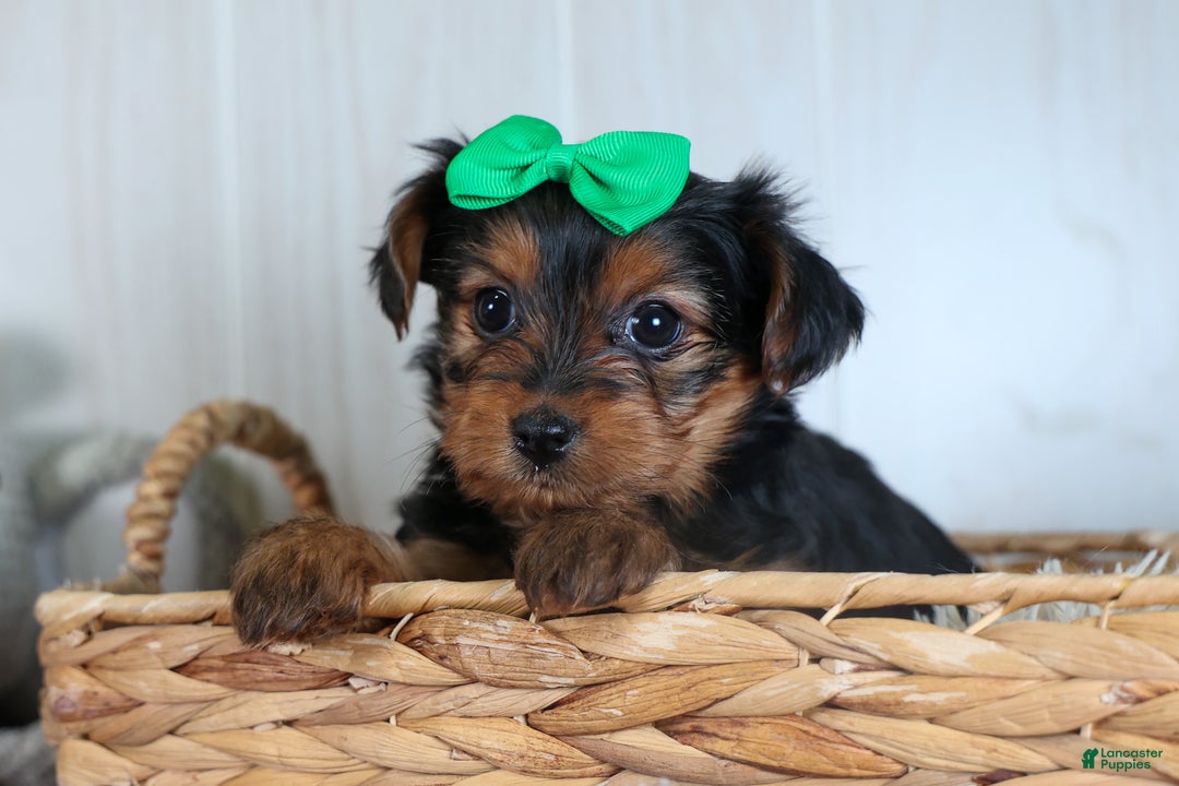 Yorkshire Terrier dogs for sale: CHLOE - Ad 12