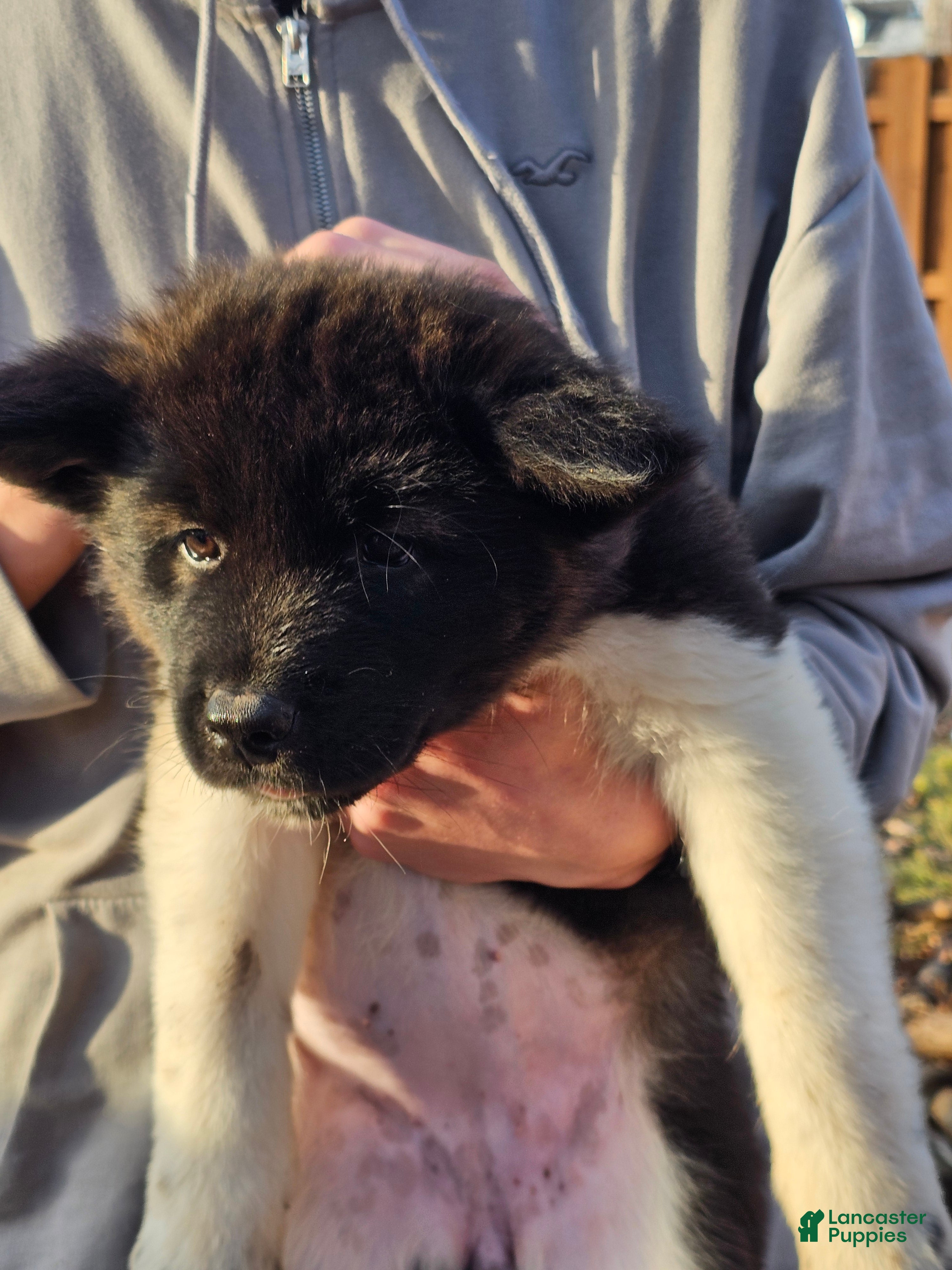 Akita dogs Champagne - Ad 32