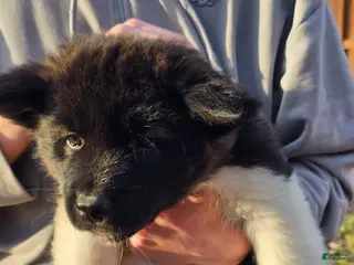 Akita dogs Champagne - Ad 7