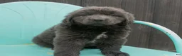 Newfoundland dogs for sale: Alex - Ad 6