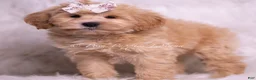 Maltipoo dogs for sale: Misha - Ad 6