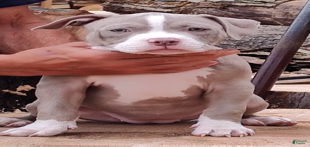 Gallery Image {{count}}