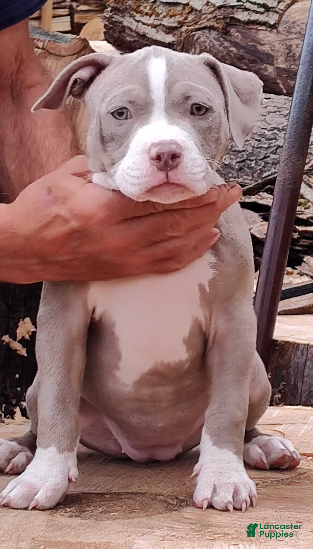 Gallery Image {{count}}