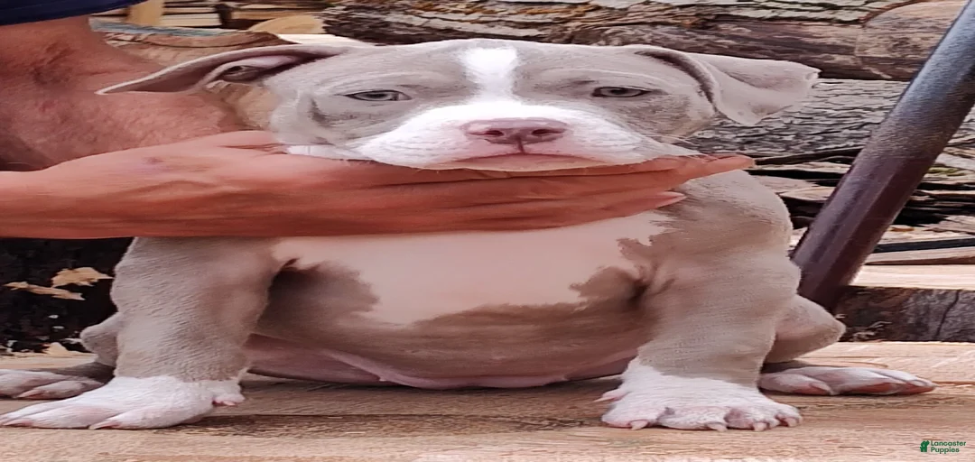 Gallery Image {{count}}