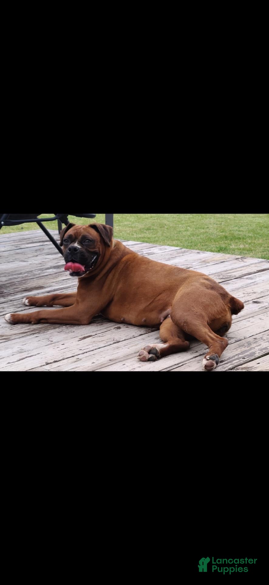 Boxer dogs for sale: Boxer 1 - Ad 8