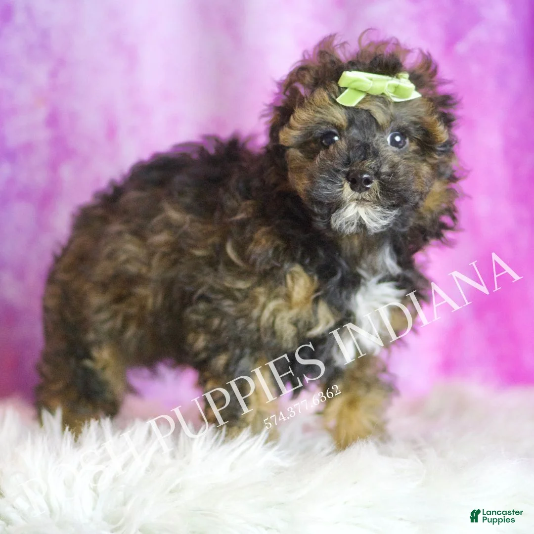 Toy Poodle dogs for sale: Moon - Ad 5
