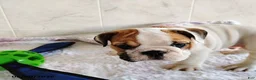 English Bulldog dogs for sale: Rugur - Ad 7
