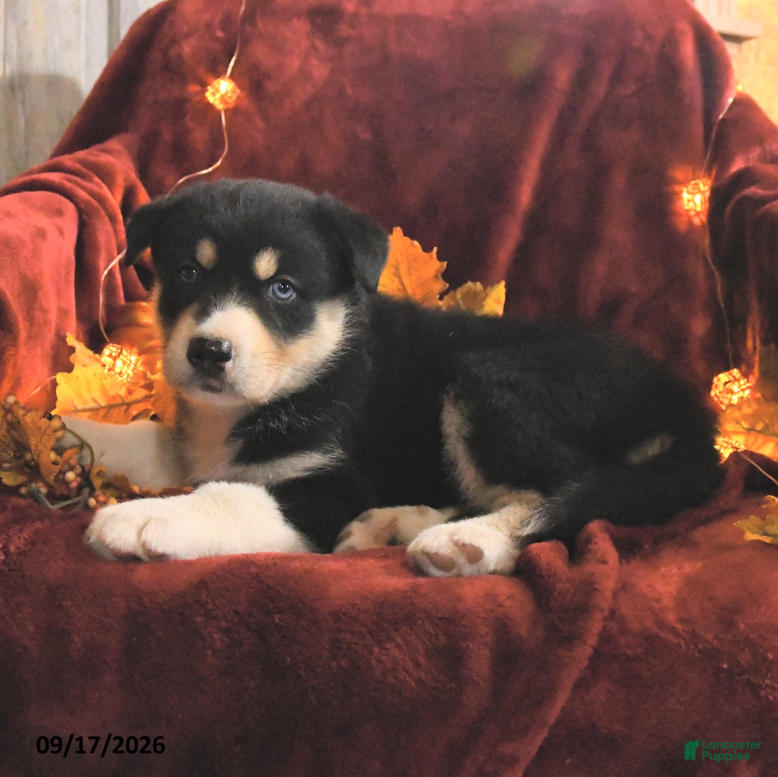 Mixed Breed dogs Milton - Ad 2