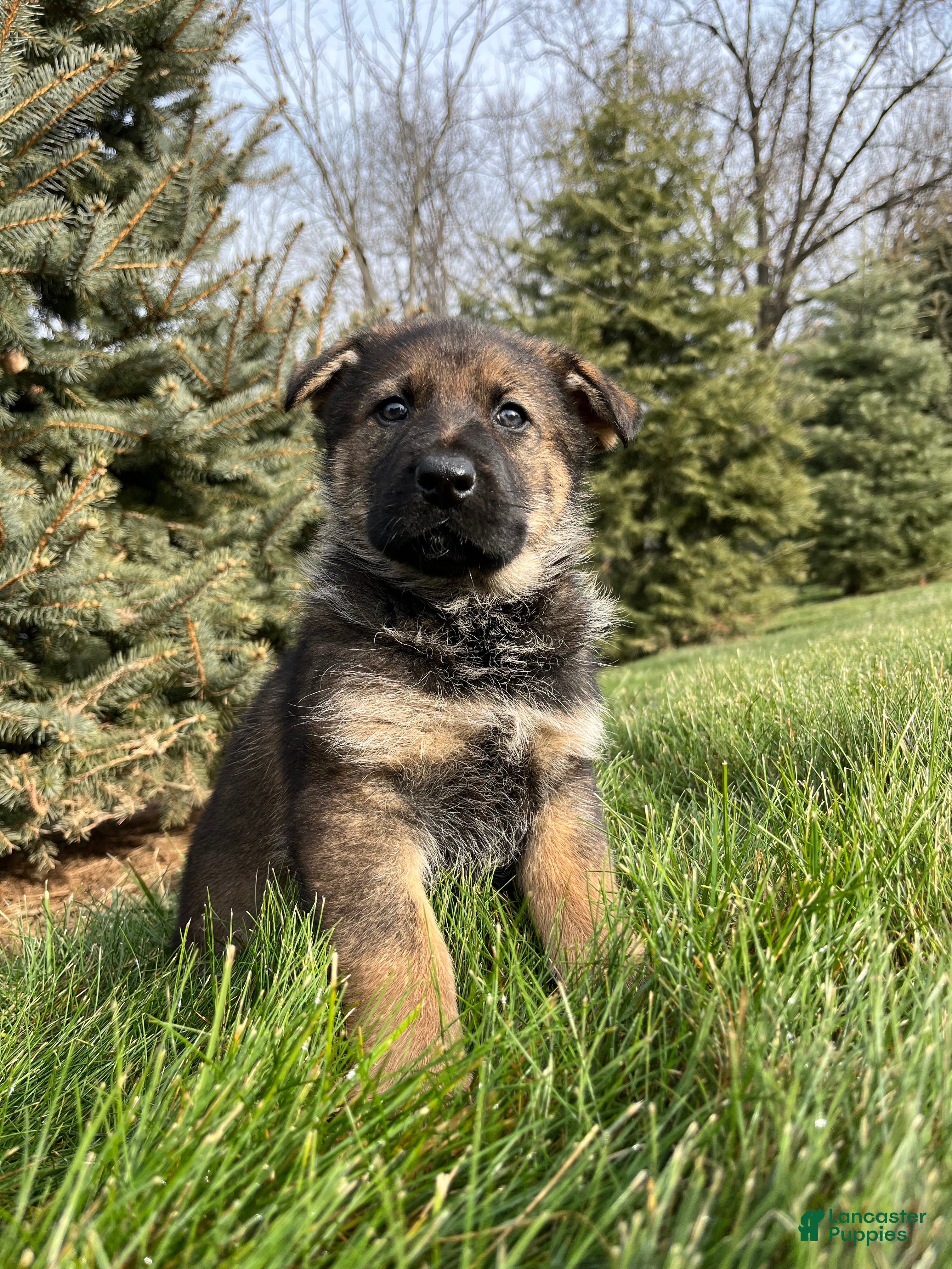 German Shepherd dogs Talia - Ad 17