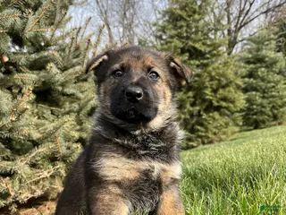 German Shepherd dogs Talia - Ad 17