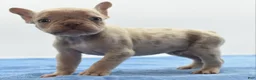 Mixed Breed dogs for sale: Milo merle  - Ad 8
