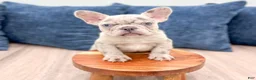 French Bulldog dogs for sale: Marco - Ad 2