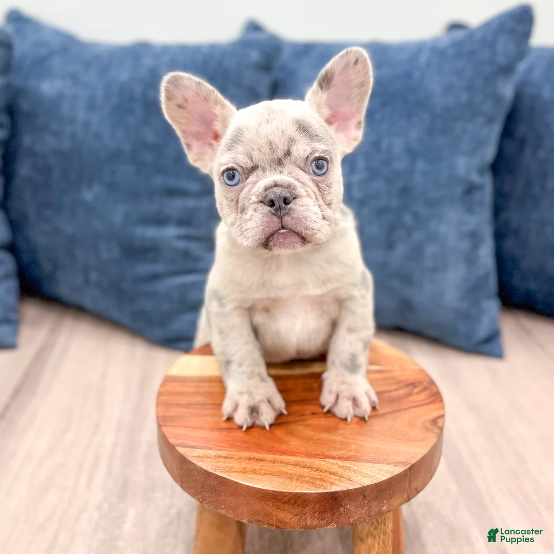 French Bulldog dogs for sale: Marco - Ad 2