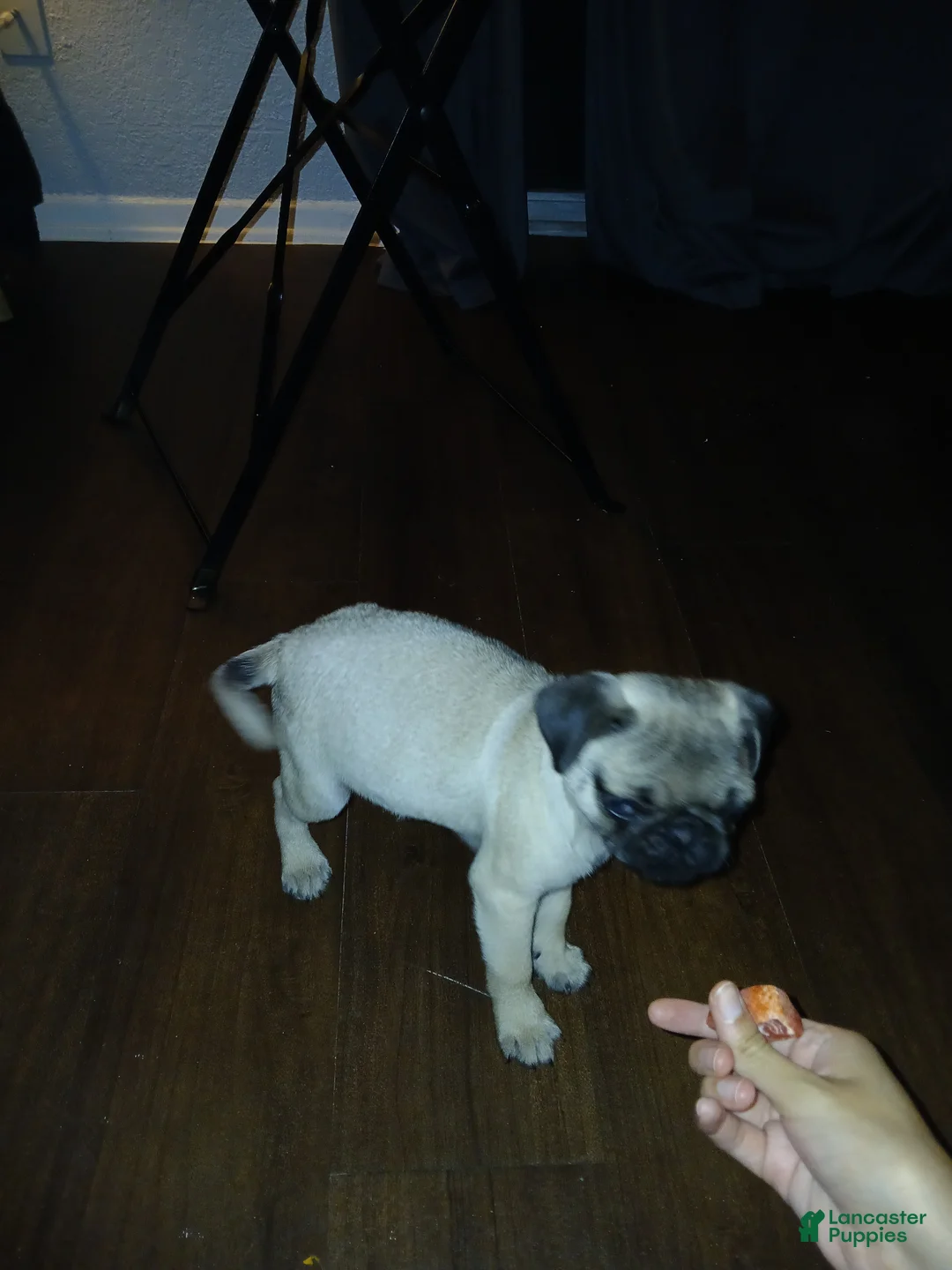 Pug dogs for sale: Pug Puppy 1 - Ad 2