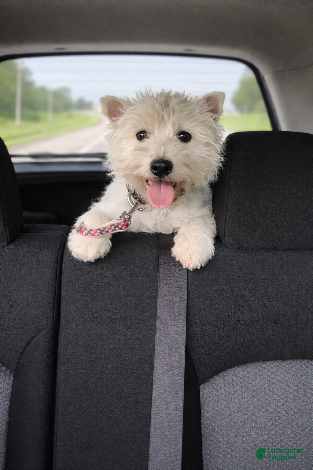 West Highland Terrier dogs West Highland Terrier Puppy 2 - Ad 1