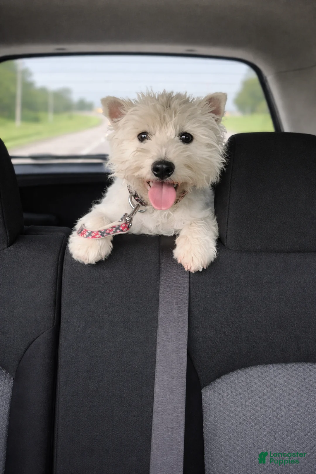 West Highland Terrier dogs for sale: West Highland Terrier Puppy 2 - Ad 1