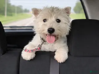 West Highland Terrier dogs West Highland Terrier Puppy 2 - Ad 1